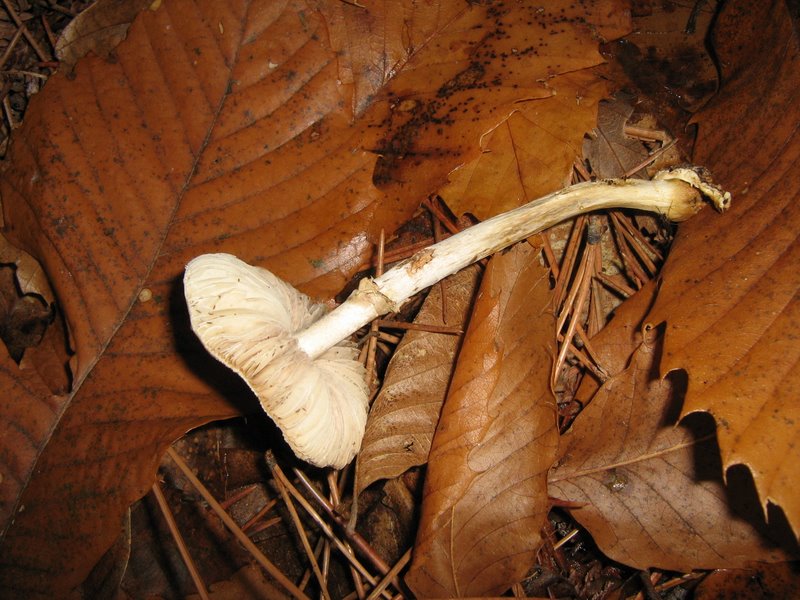 Funghi dalla Castellina